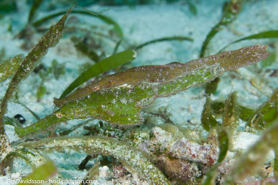 BD-140320-Baiicasag-2877-Solenostomus-cyanopterus.-Bleeker.-1854-[Ghost-pipefish].jpg